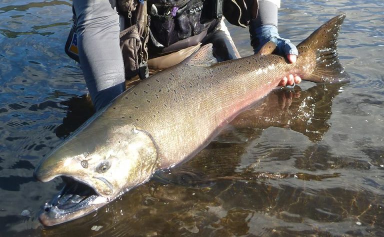 Campeonato de Pesca del salmón Chinook