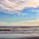 Gaviotas y playa Carahue BAJA