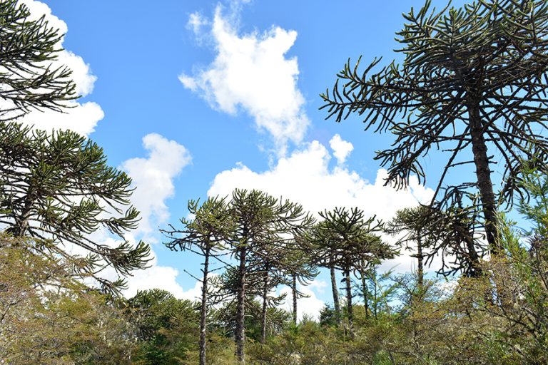 Villa Las Araucarias